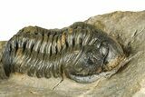 Multi-Toned Morocconites Trilobite Fossil With Austerops #354448-4